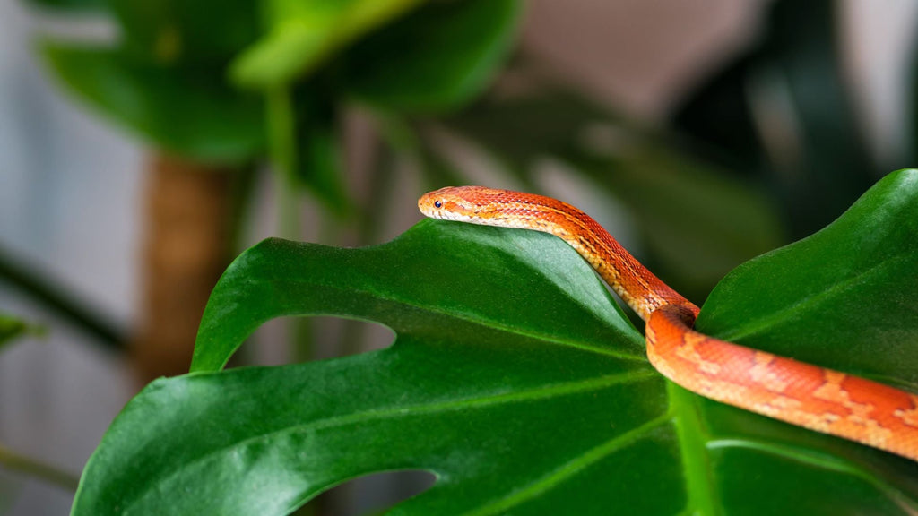 Enhancing Reptile Habitats: The Ultimate Guide to Reptile Humidifiers
