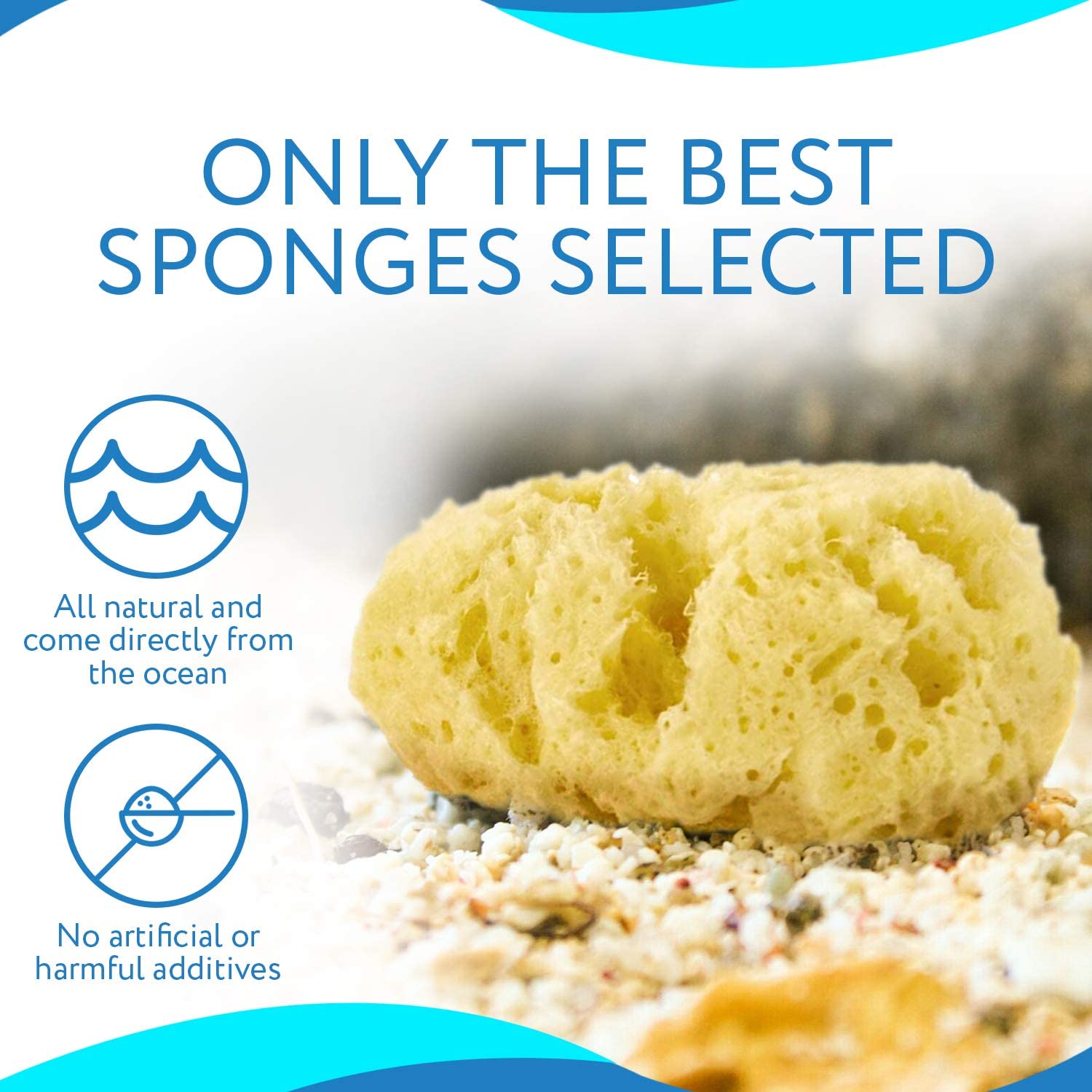 4-Pack of Natural Hermit Crab Sea Sponges - Assists Safer Drinking, Pr –  Impresa Products